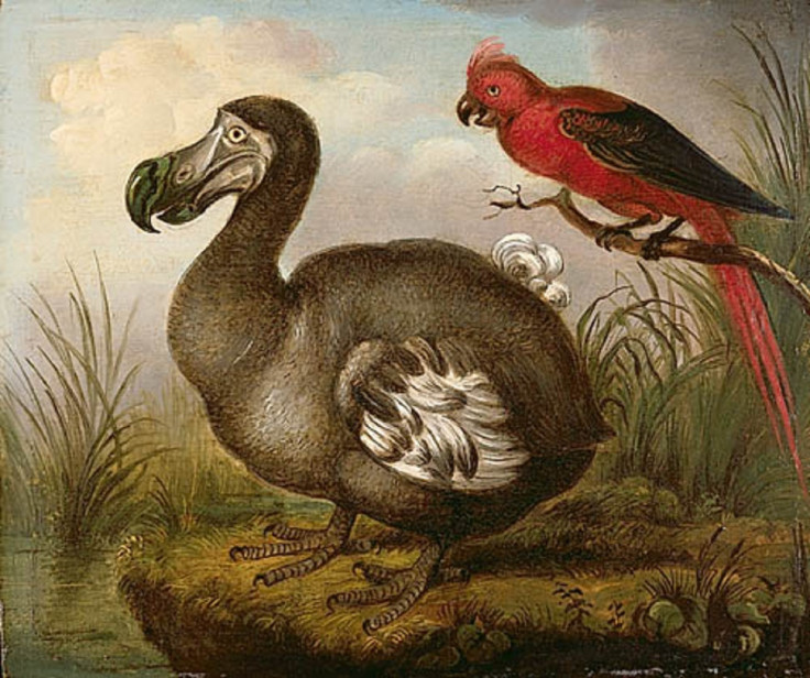 Artists Impression of a Dodo