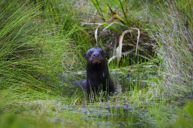 GIANT OTTER