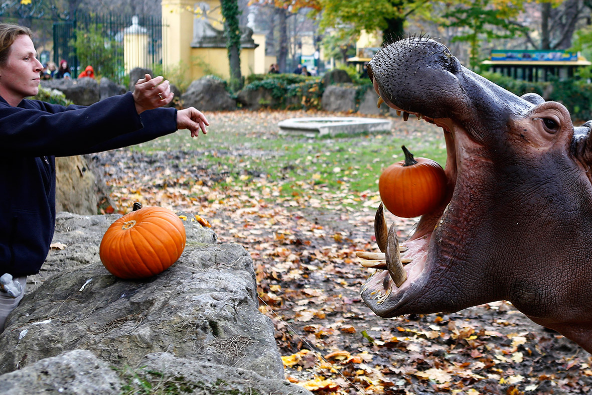 hungry hippo halloween
