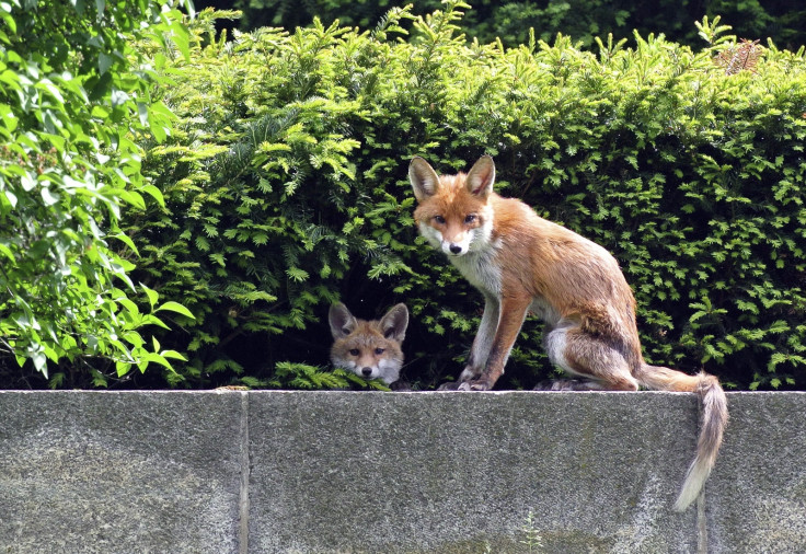 Urban foxes