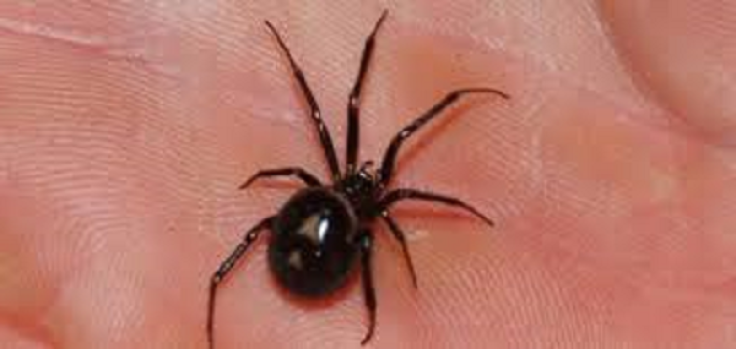 False Widow spider