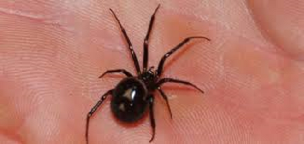 False Widow Spider Can Kill: 'I was Lucky to Survive after Being Badly