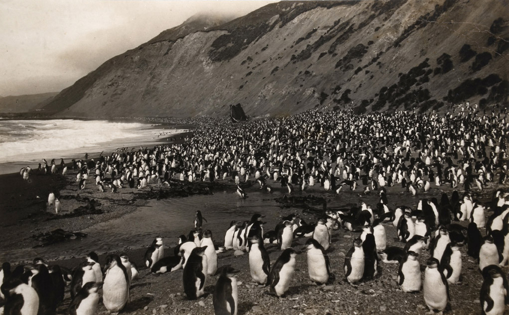Frank Hurley, Royal Penguins on Nuggets Beach, Macquaire Island, 1911
