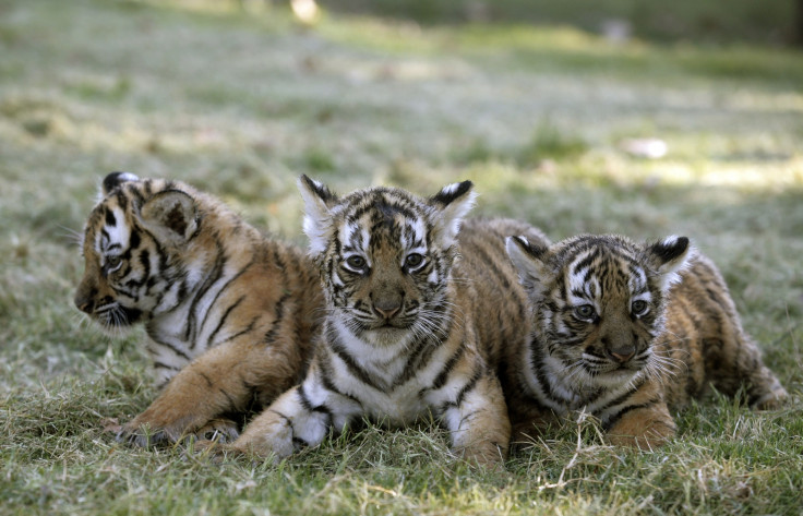 BENGAL TIGER