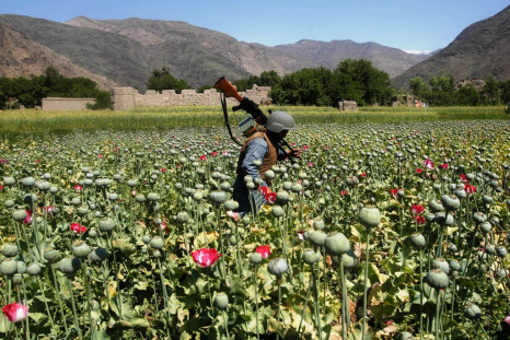 Opium Poppy Cultivation at a New High in Afghanistan