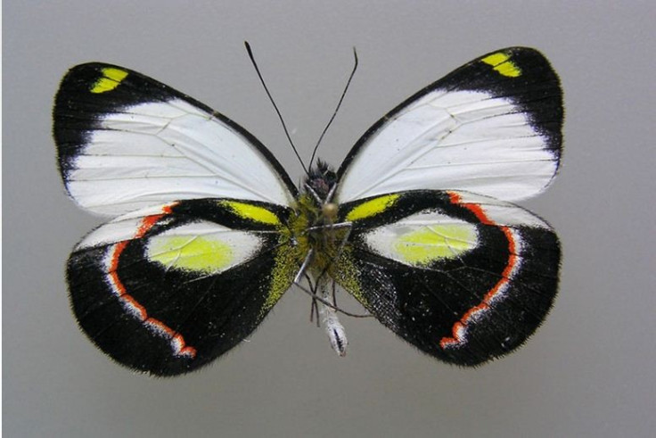 The Delias durai butterfly