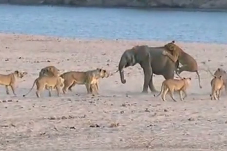 Elephant takes on 14 lions
