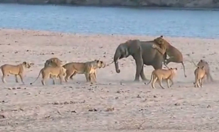 Elephant takes on 14 lions