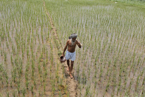 A farmer walks through a paddy field at Tannaurah village in the northern Indian state of Punjab