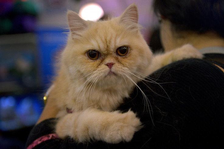 Cat being carried at pet fair in Bogota, Colombia