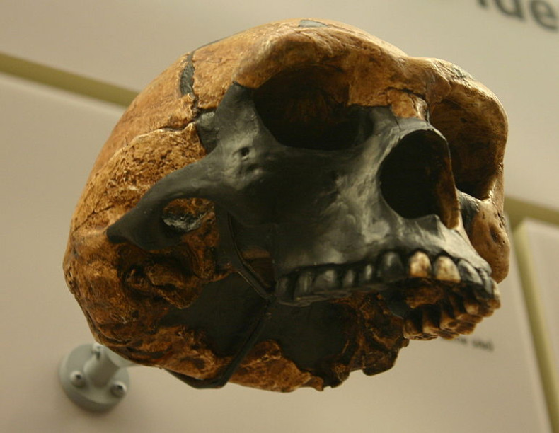 Skull of Peking Man from the  David H. Koch Hall of Human Origins at the Smithsonian Natural History Museum