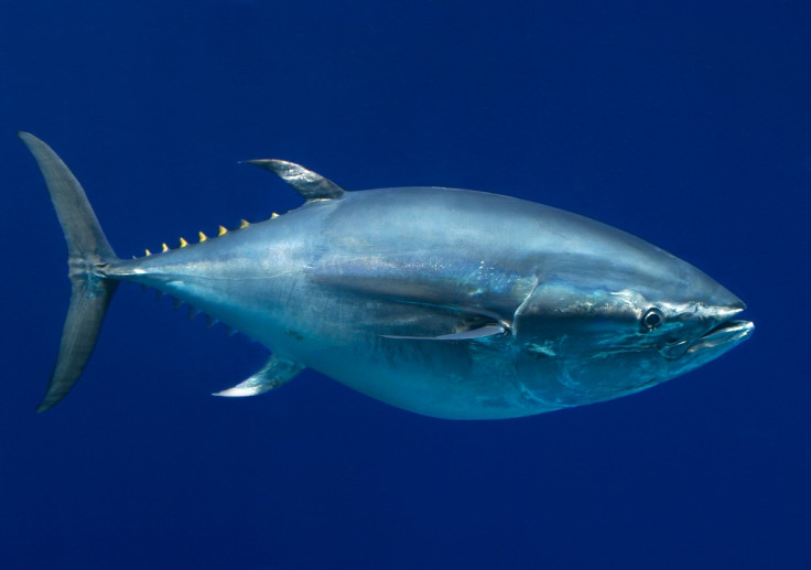 BLUEFIN TUNA