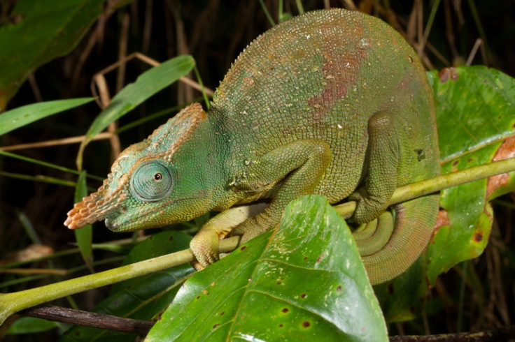 GIANT CHAMELEON