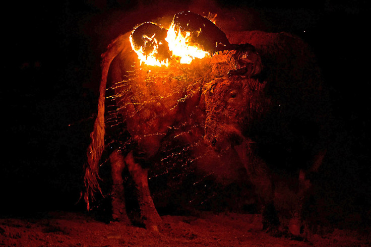 Toro de Jubilo