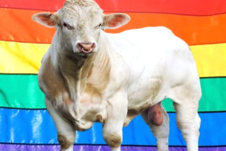 A campaign sprung up to save gay bull Benjy from the slaughterhouse