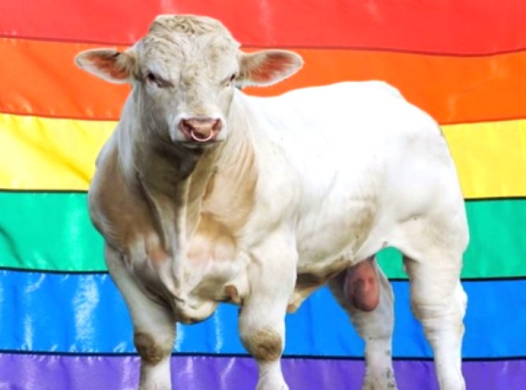 A campaign sprung up to save gay bull Benjy from the slaughterhouse