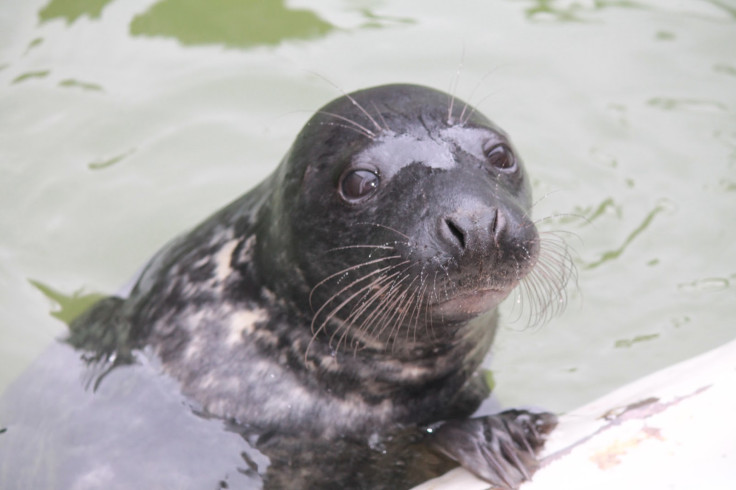 grey seal