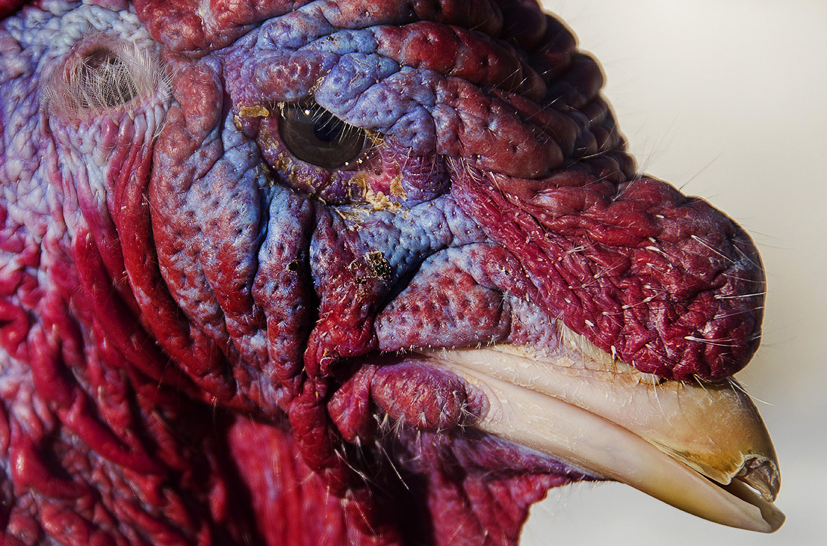 make turkey ugly