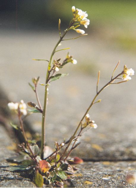 Arabidopsis thaliana flowering weed