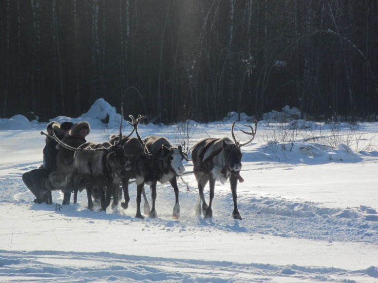 Reindeer in siberia police russia