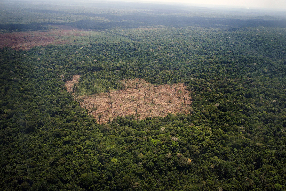 amazon deforestation