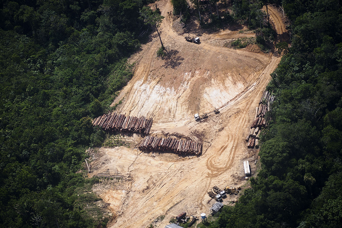 amazon deforestation