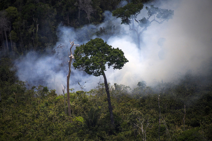 amazon deforestation