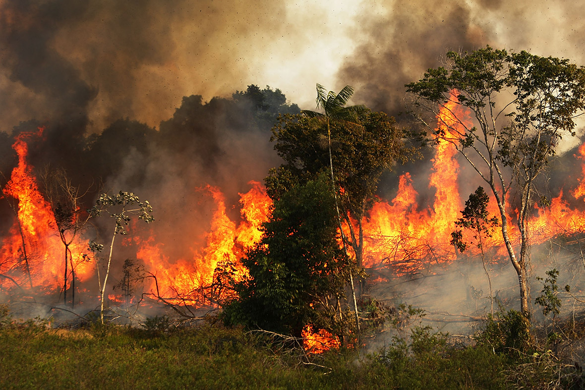 amazon deforestation