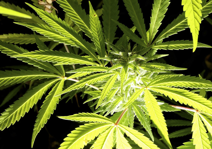 Black Friday marijuana Green Friday Black Friday marijuana Green Friday