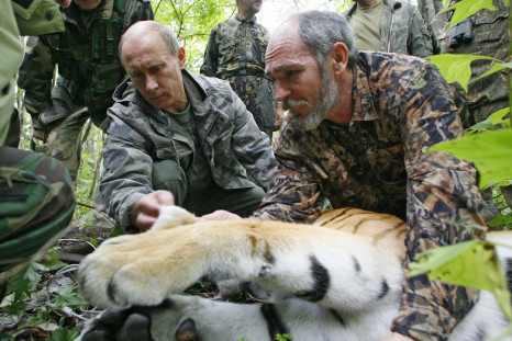 Russian Prime Minister Vladimir Putin (L), assisted by Russian scientist scientist Vyacheslav Razhanov, fixes a GPS-Argos satellite transmitter onto a tiger during his visit to the Ussuriysky forest reserve of the Russian Academy of Sciences in the Far Ea