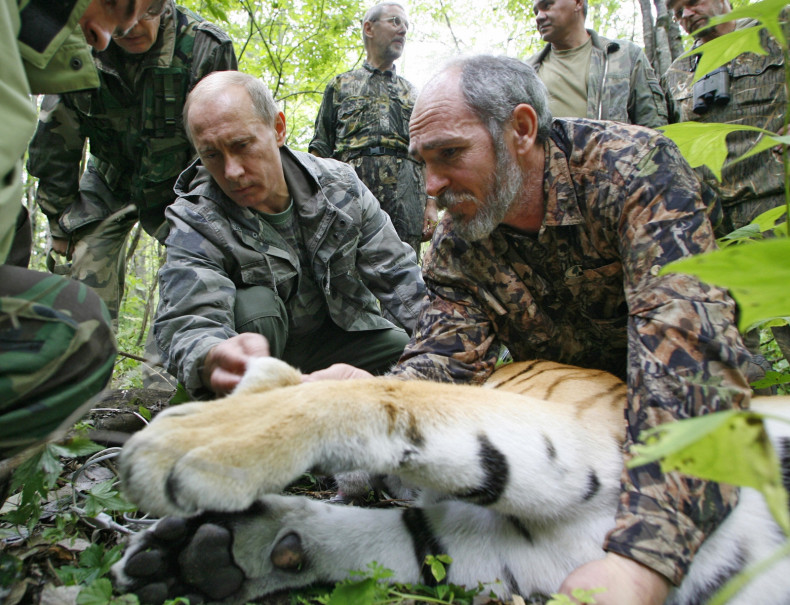Russian Prime Minister Vladimir Putin (L), assisted by Russian scientist scientist Vyacheslav Razhanov, fixes a GPS-Argos satellite transmitter onto a tiger during his visit to the Ussuriysky forest reserve of the Russian Academy of Sciences in the Far Ea