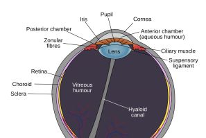 bionic eye 3d print diagram