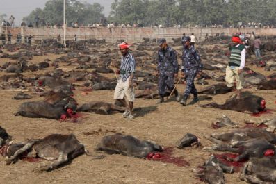 Gadhimai Festival animal slaughter