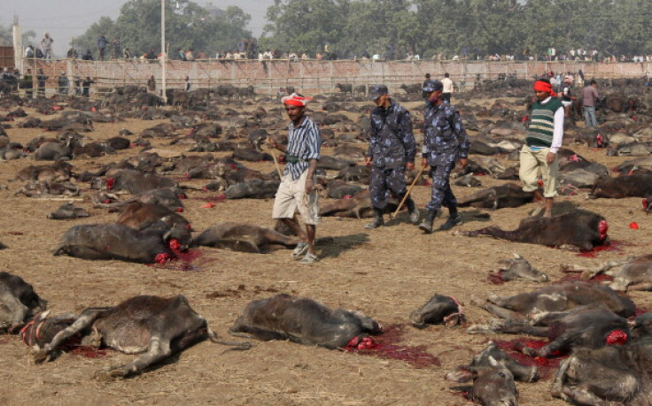 Gadhimai Festival animal slaughter