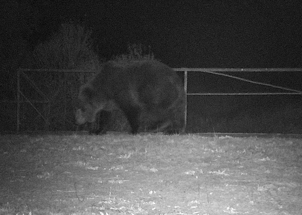 Chernobyl wildlife camera traps