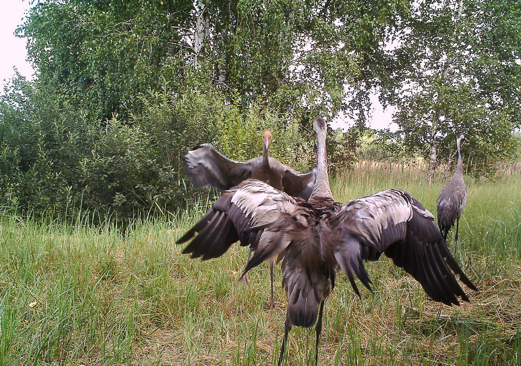 Chernobyl wildlife camera traps