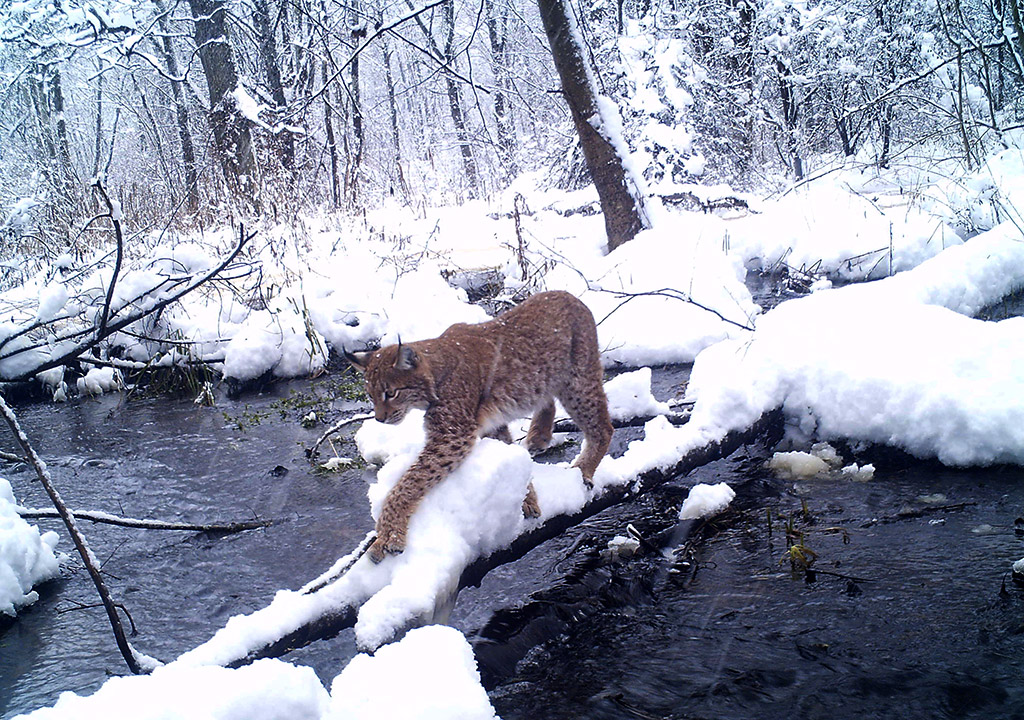 Chernobyl wildlife camera traps