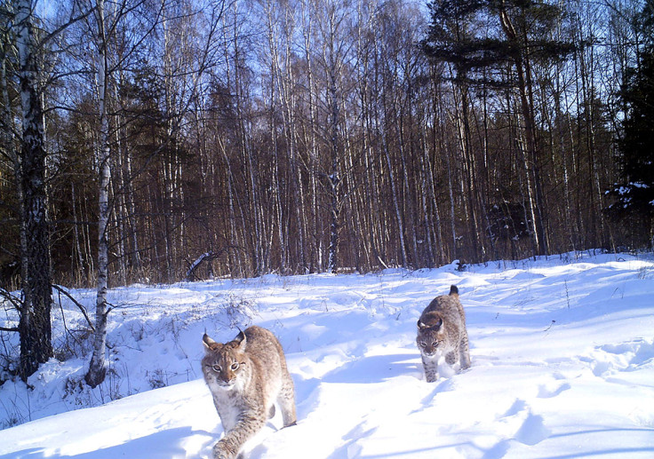 Chernobyl wildlife camera traps