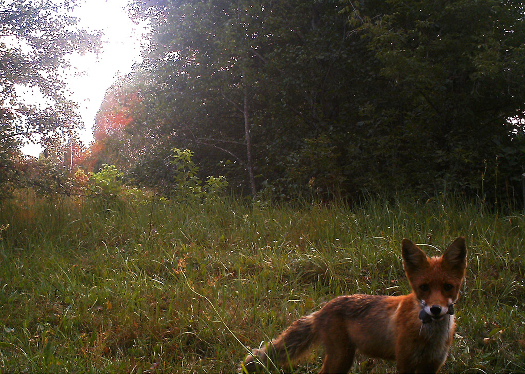 Chernobyl wildlife camera traps