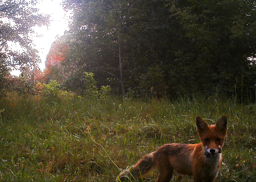 chernobyl red forest animals