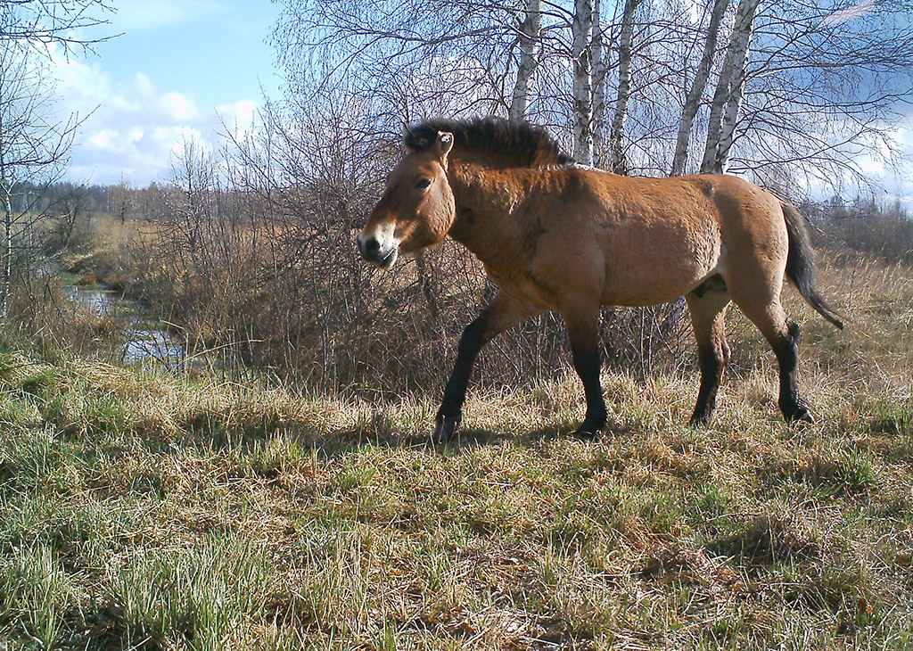 Chernobyl wildlife camera traps