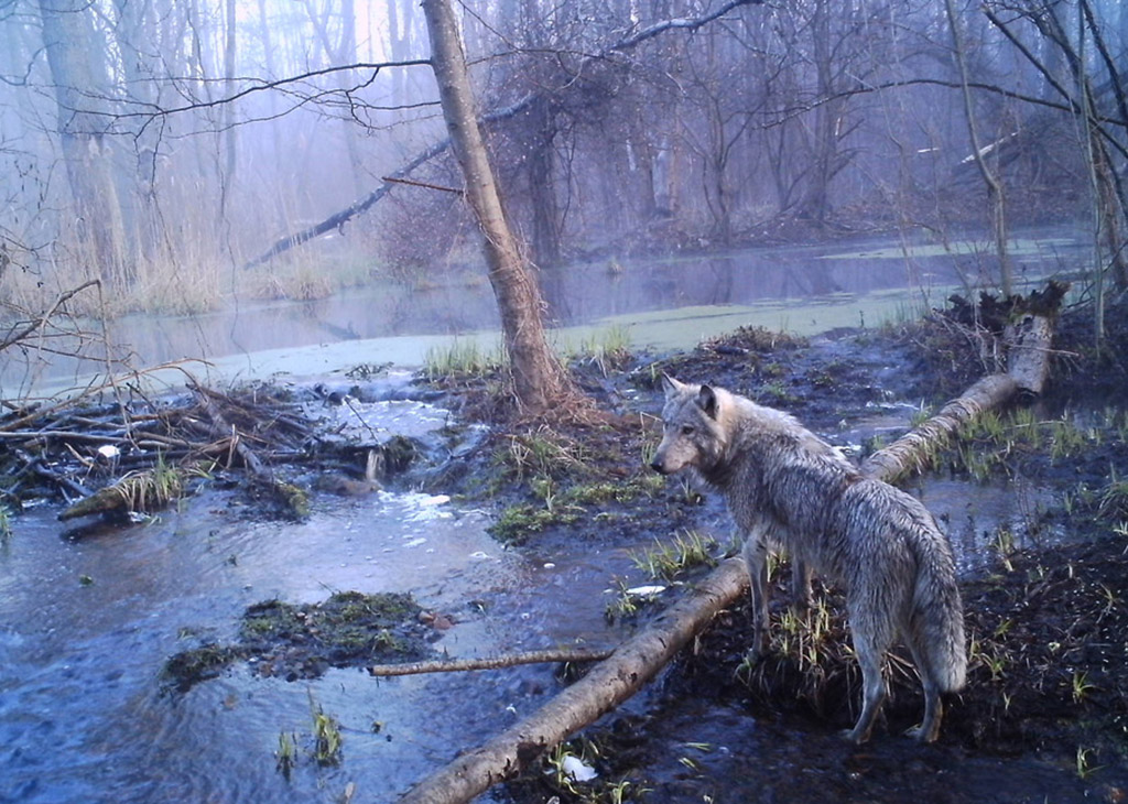 Chernobyl wildlife camera traps