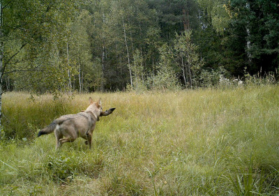 Chernobyl wildlife camera traps