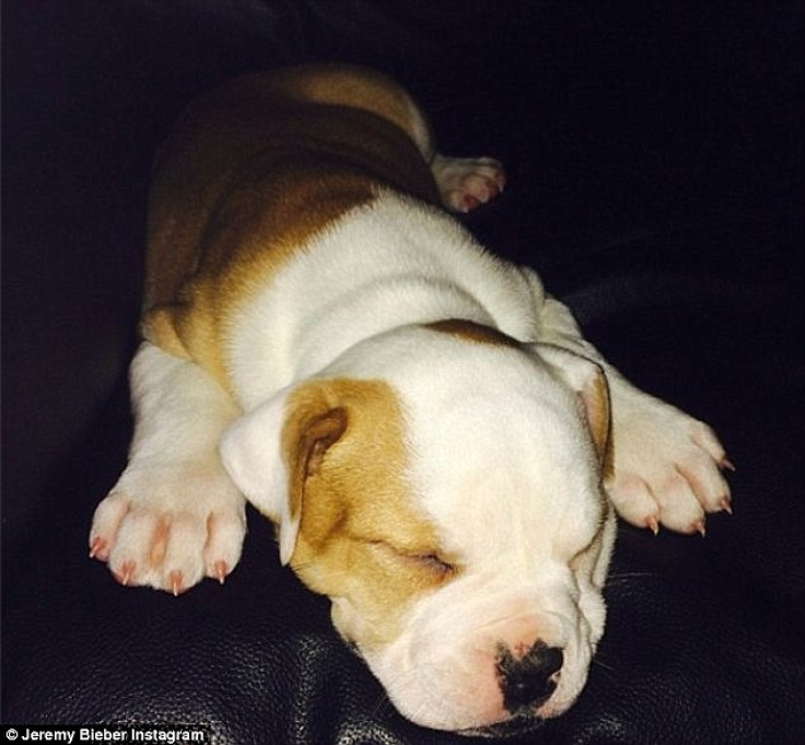 Justin Bieber failed to collect his American bulldog pup from the pet trainer