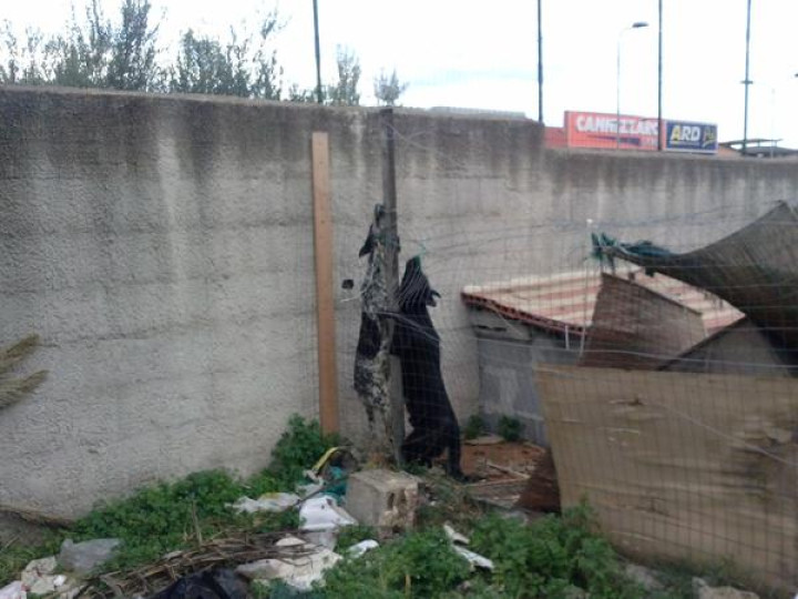 Sicilian anti-mafia journalist Pino Maniaci has dogs hanged by mob Sicilian anti-mafia journalist Pino Maniaci has dogs hanged by mob