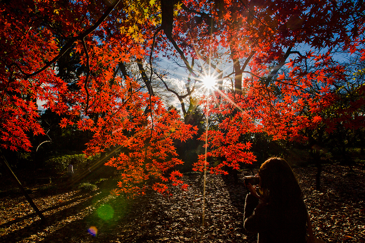 autumn japan