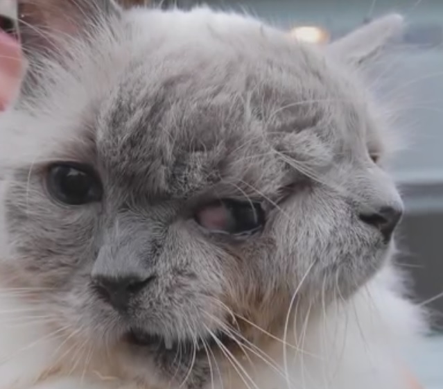 Frank and Louie, the world's oldest two-faced cat, has died aged 15