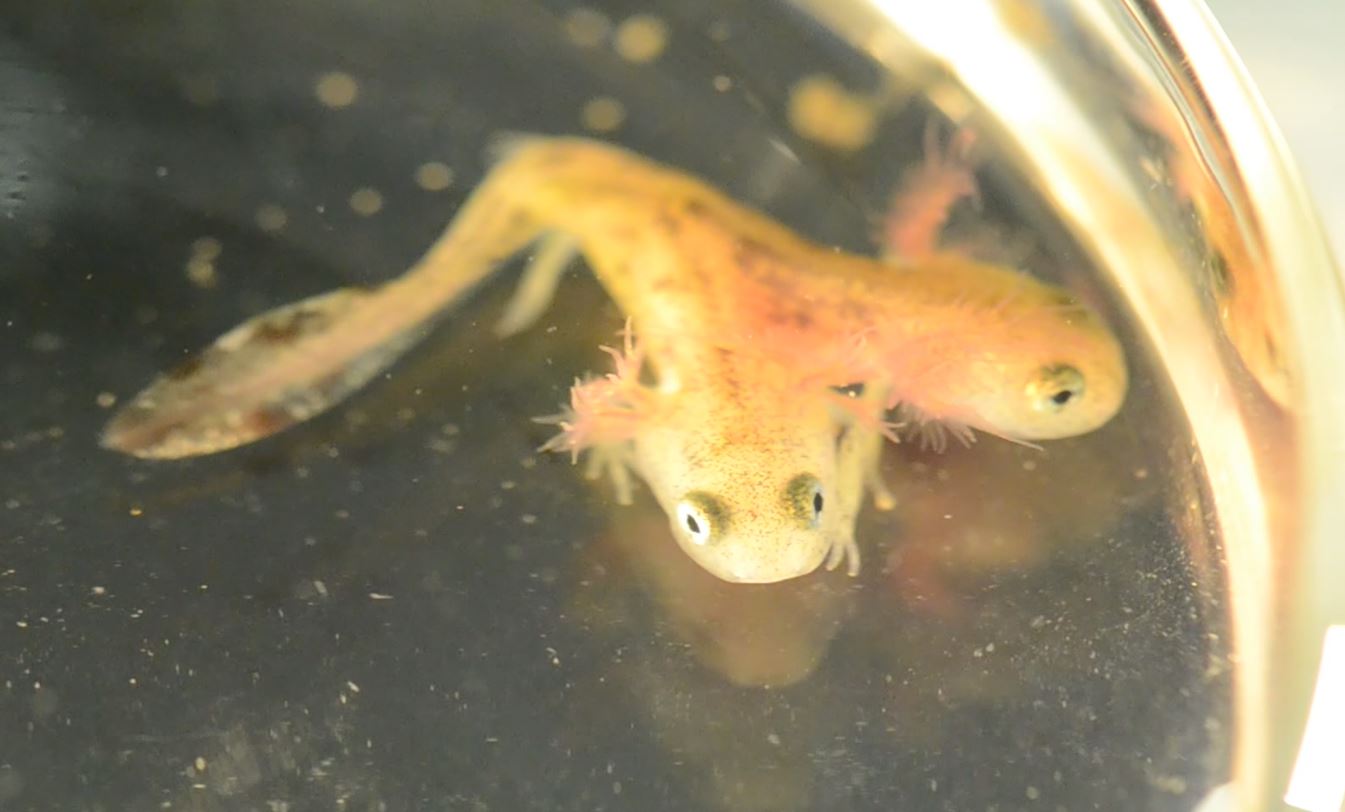 radioactive-two-headed-mutant-salamander-found-israel.jpg