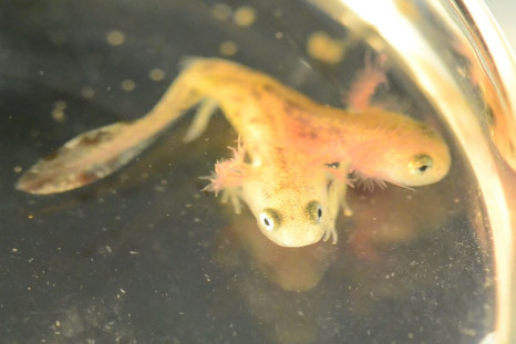 'Radioactive' two-headed mutant salamander found in Israel