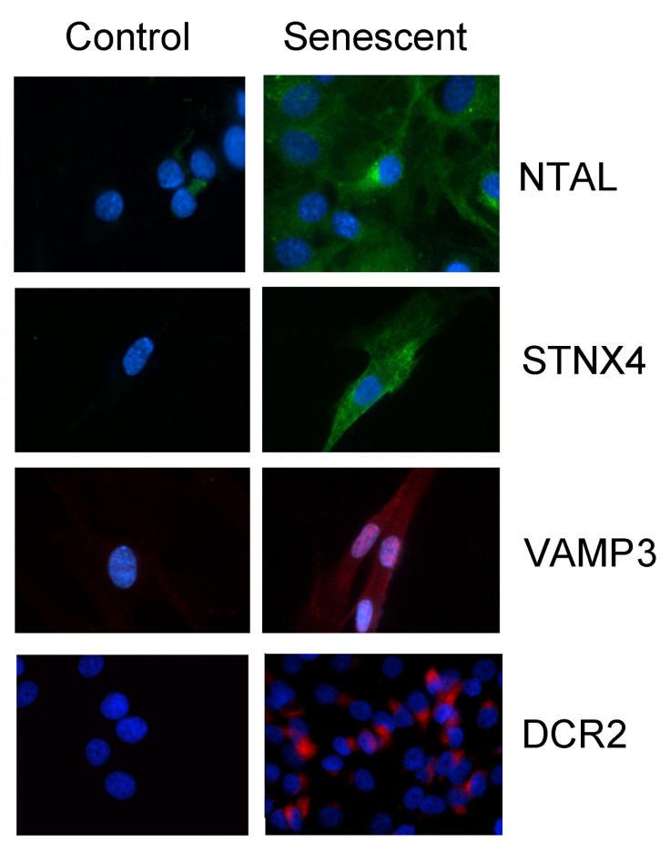 MARKER CELLS